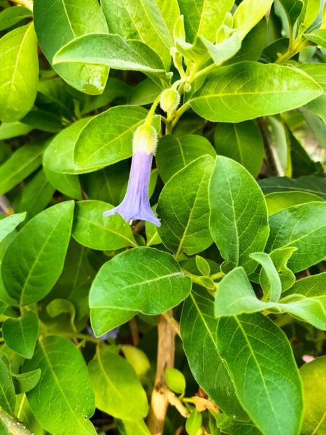 IMG20230927084825 - Noiembrie 2023