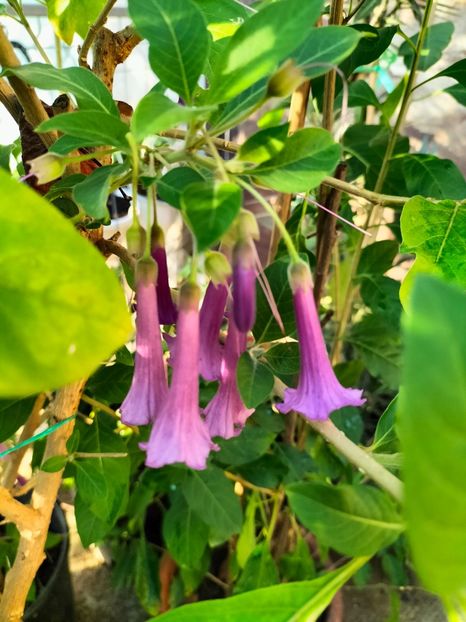 IMG20230927084745 - Noiembrie 2023