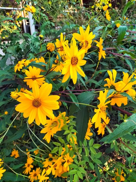 IMG20230927084707 - Noiembrie 2023