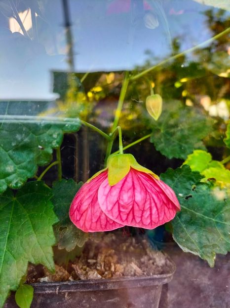 IMG20230927084604 - Noiembrie 2023