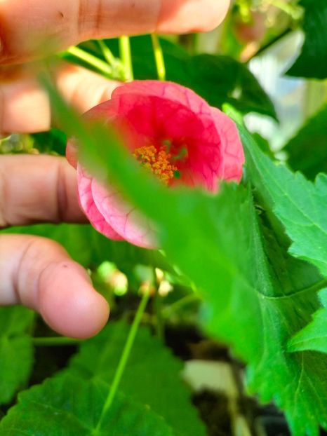 IMG20230927084542 - Noiembrie 2023