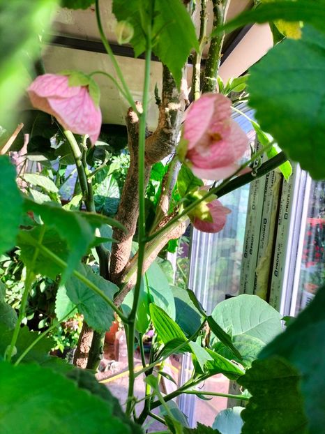 IMG20230927084535 - Noiembrie 2023