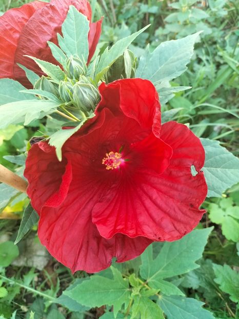 IMG20230920184133 - Noiembrie 2023