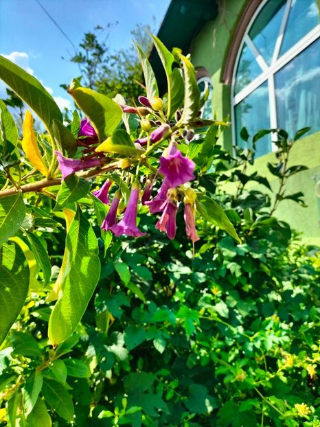 IMG20230908143945 - Noiembrie 2023