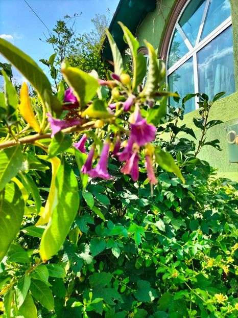 IMG20230908143942 - Noiembrie 2023