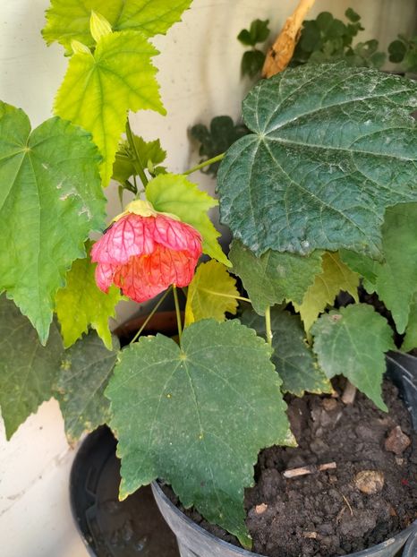 IMG20230908143805 - Noiembrie 2023