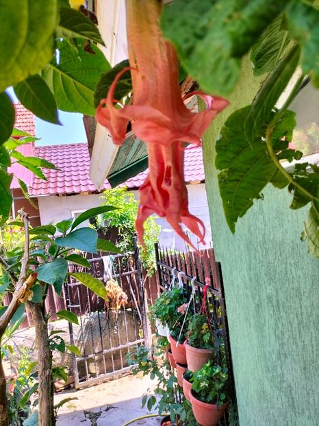 IMG20230814130543 - Noiembrie 2023