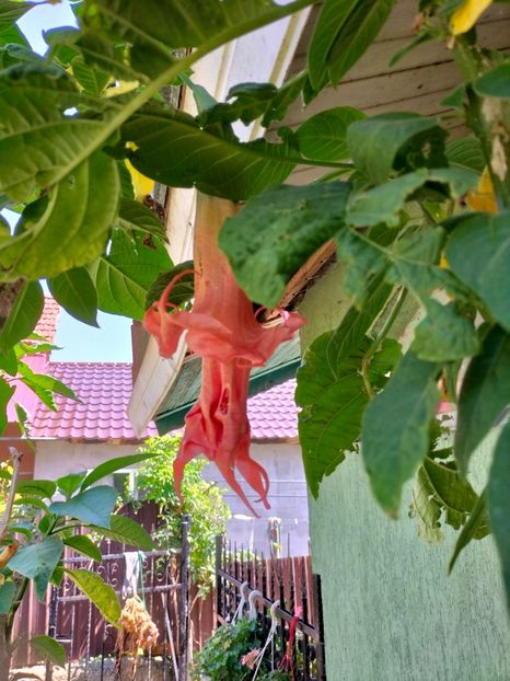 IMG20230814130535 - Noiembrie 2023