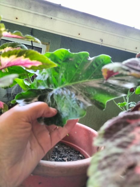 IMG20230806153052 - Noiembrie 2023