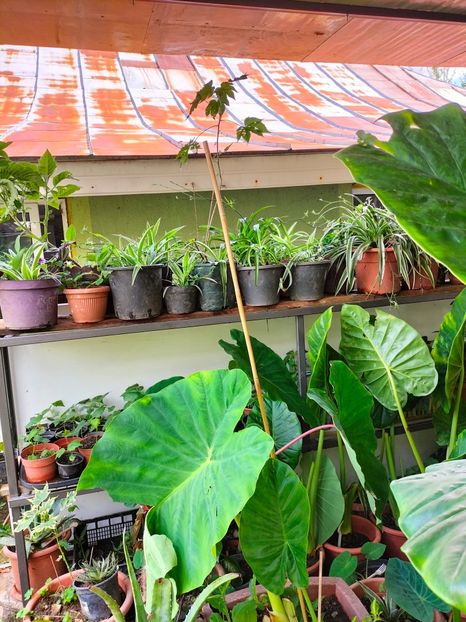 IMG20230806153026 - Noiembrie 2023