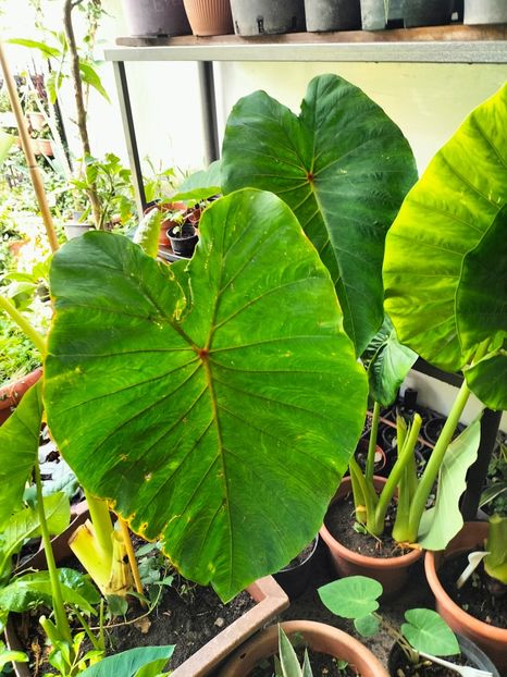 IMG20230806152850 - Noiembrie 2023