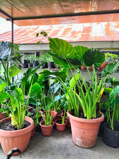 IMG20230806152836 - Noiembrie 2023