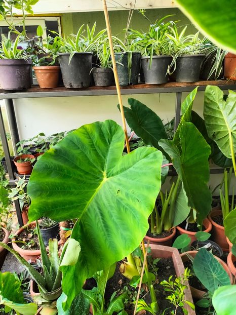 IMG20230806152818 - Noiembrie 2023