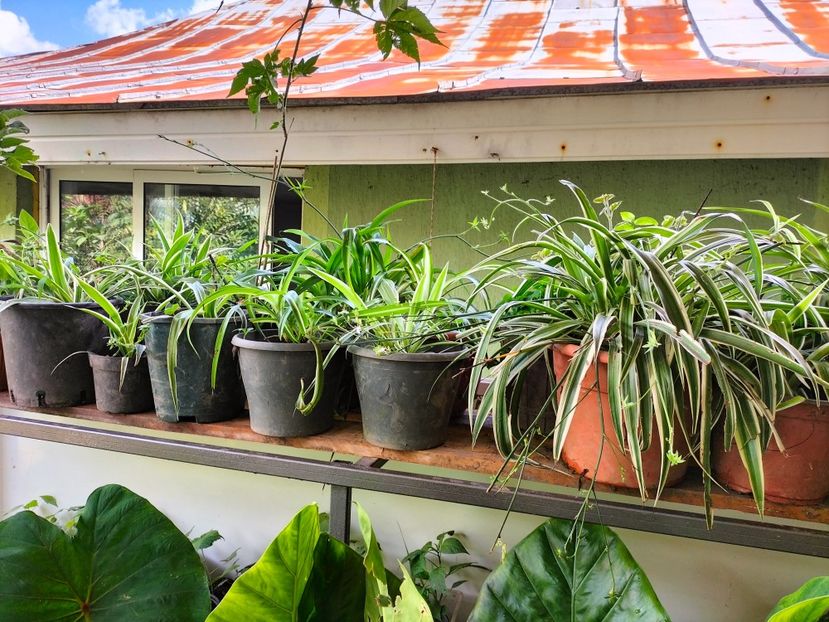 IMG20230806152802 - Noiembrie 2023