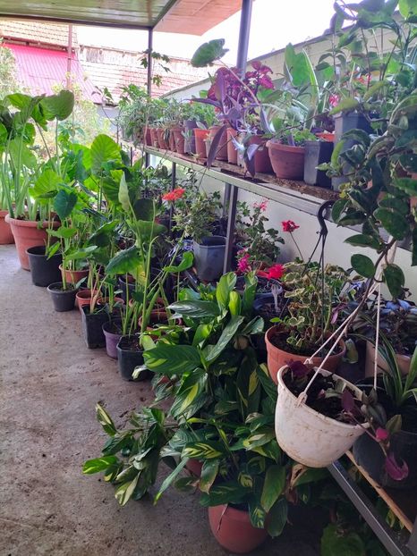 IMG20230806152732 - Noiembrie 2023