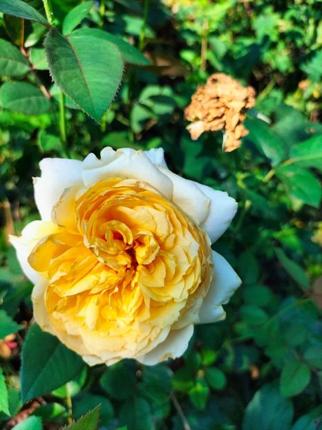 IMG20230805092146 - Noiembrie 2023