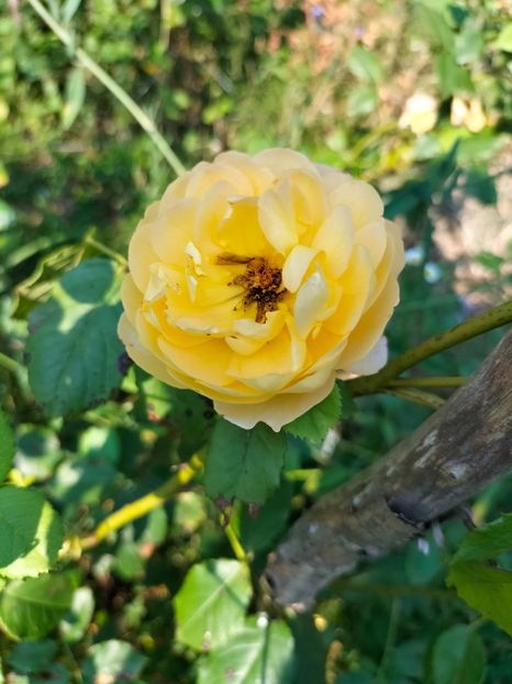 IMG20230805092051 - Noiembrie 2023