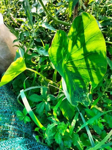 IMG20230805085930 - Noiembrie 2023