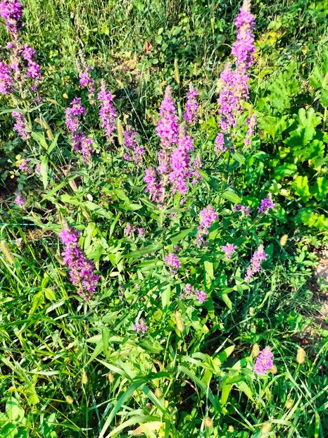 IMG20230805085852 - Noiembrie 2023