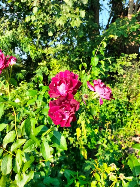 IMG20230805085814 - Noiembrie 2023