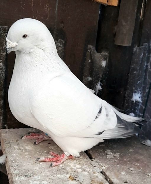 Apolo 2021 - VOIAJOR ROMANESC DE FRUMUSETE MASCULI