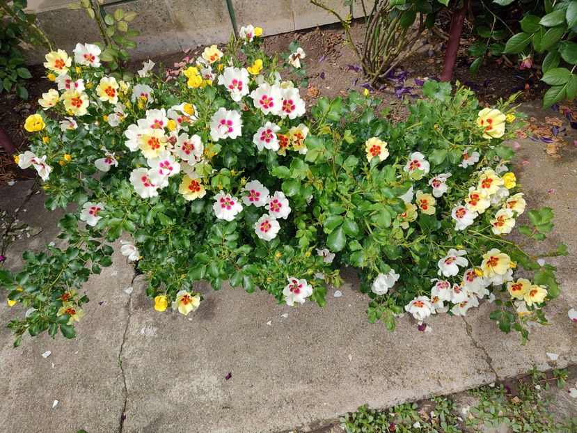 08 06 2023 - Cream Babylon Eyes