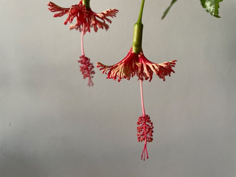  - Schizopetalus