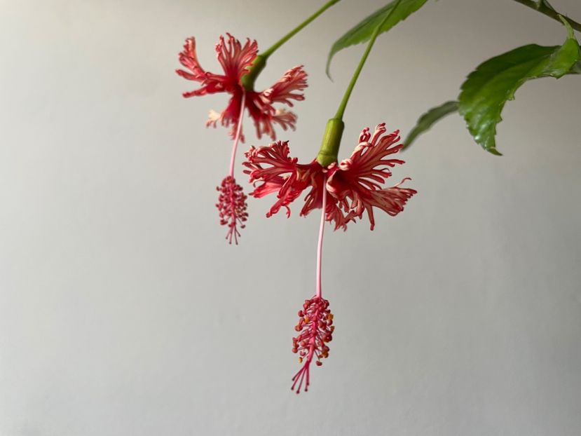  - Schizopetalus