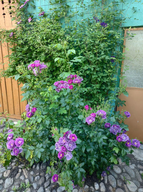 30 05 2023 - Rhapsody in Blue