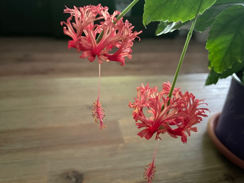  - Schizopetalus