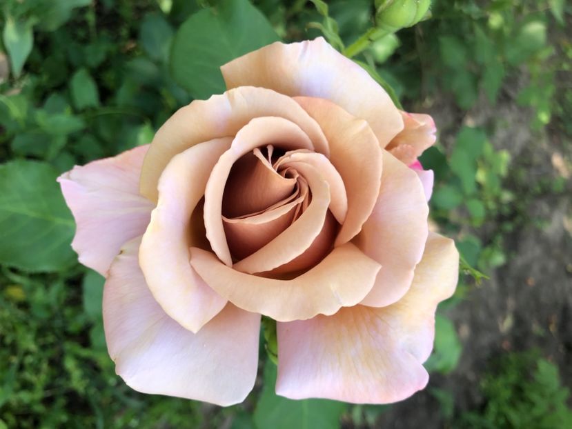  - Trandafirii inimii mele