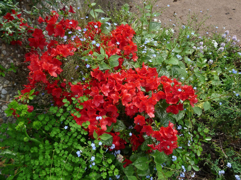 © - Azalee si Rhododendroni