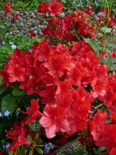 © - Azalee si Rhododendroni