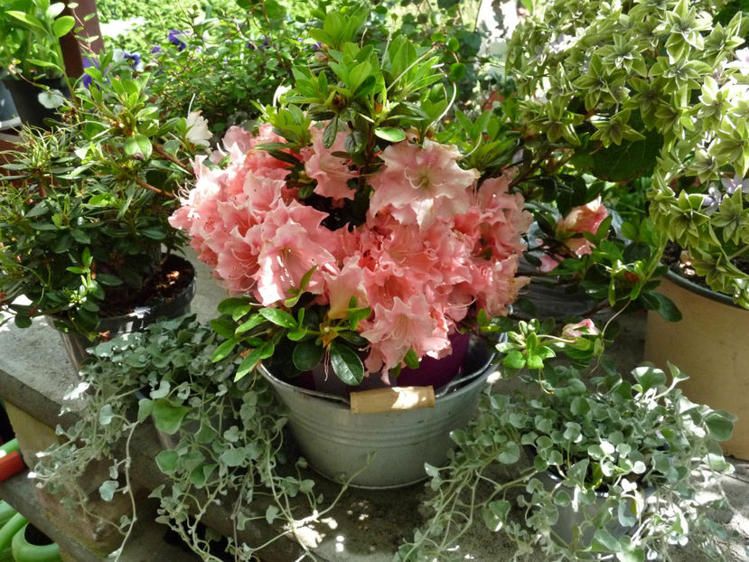 © - Azalee si Rhododendroni