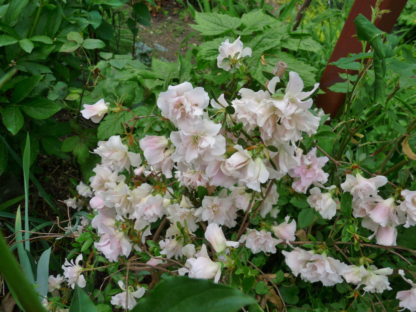 © - Azalee si Rhododendroni