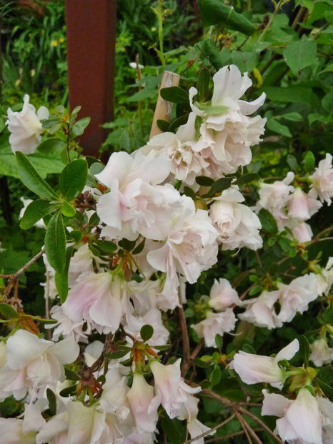 © - Azalee si Rhododendroni