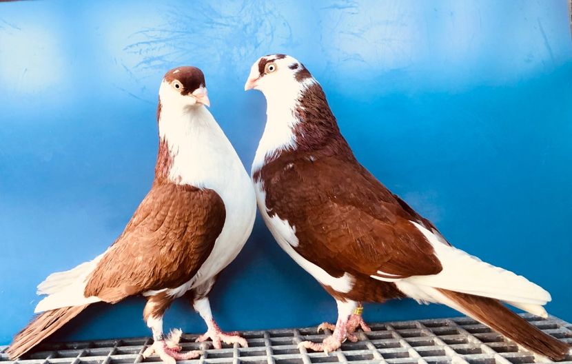 Perechea  53 - B - Perechi 2024