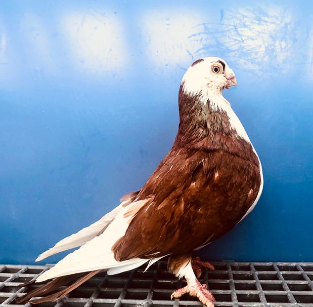 Mascul  2010 - Plecați ALBUM 4