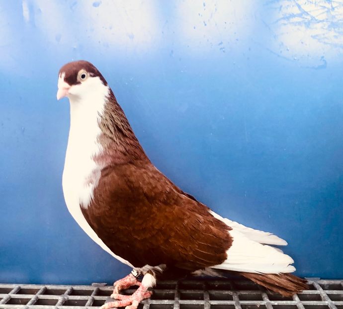 22137  Femelă  2022 - Jucători de Galați