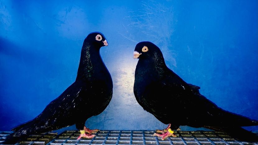 Perechea  33 - B - Perechi 2024