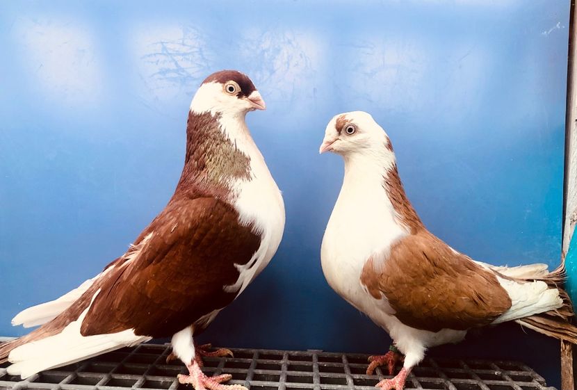 Perechea  43 - B - Perechi 2024