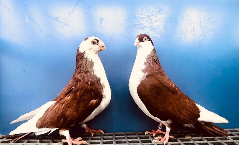 Perechea  52 - B - Perechi 2024