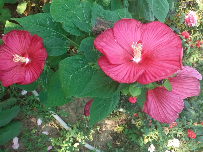  - 0 Hibiscus Moscheutos!