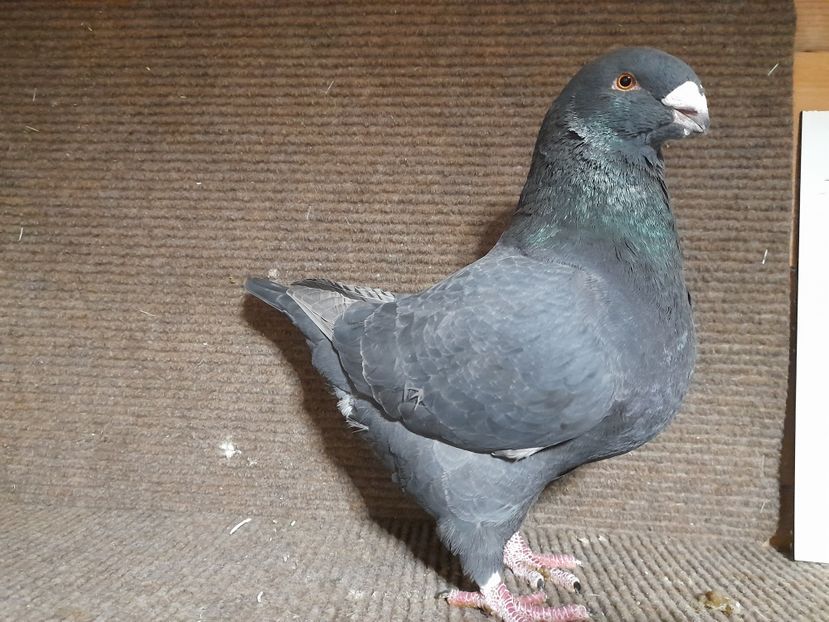  - Porumbei Vânduți