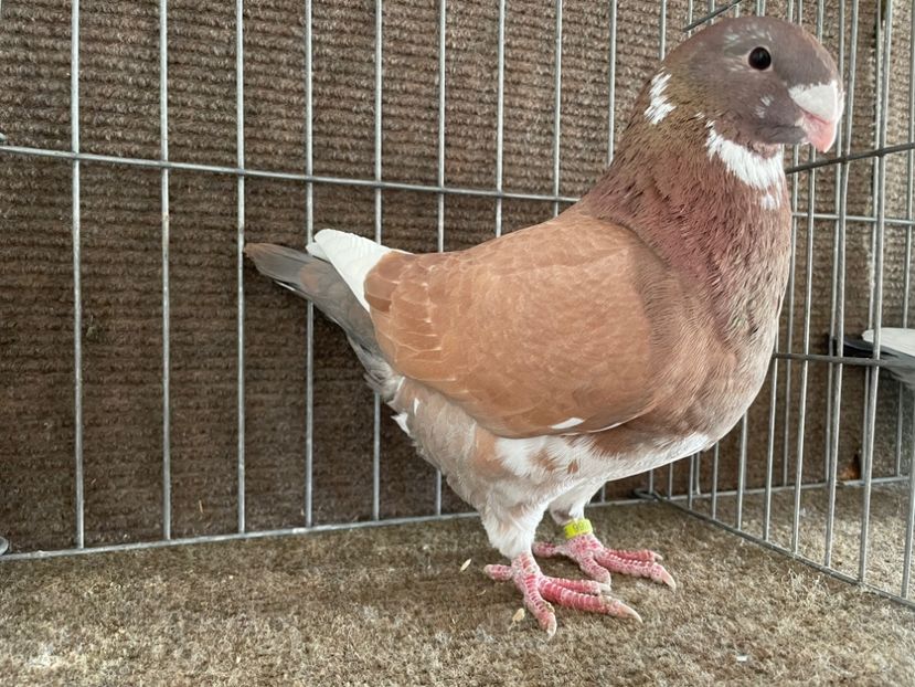  - Porumbei Vânduți