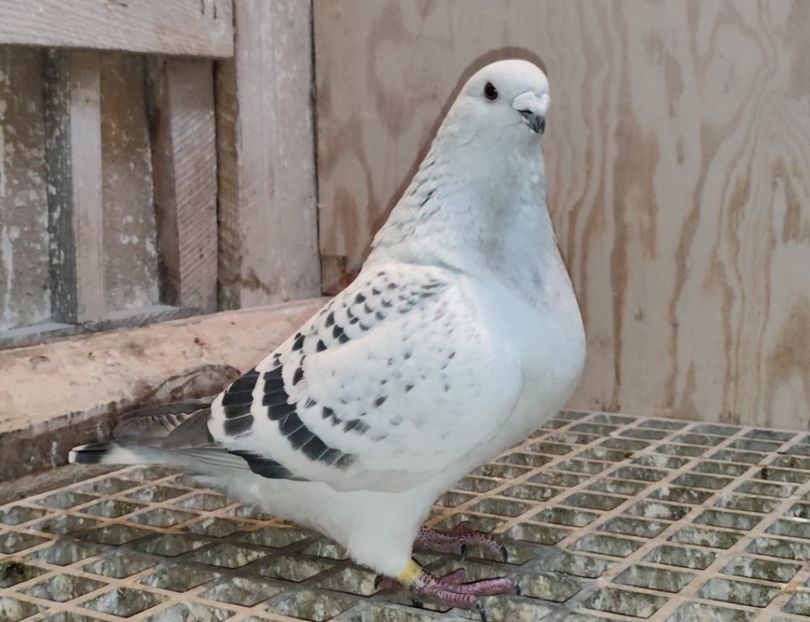 JRS3 Archiwum - j- MLODE -2023- Youth