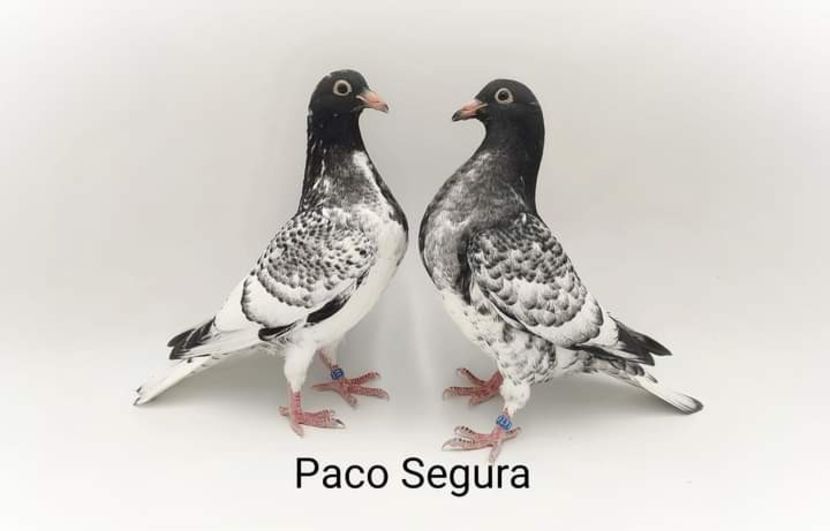  - Nu îmi aparțin 7