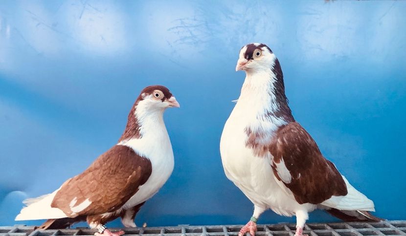 Perechea  48 - B - Perechi 2024