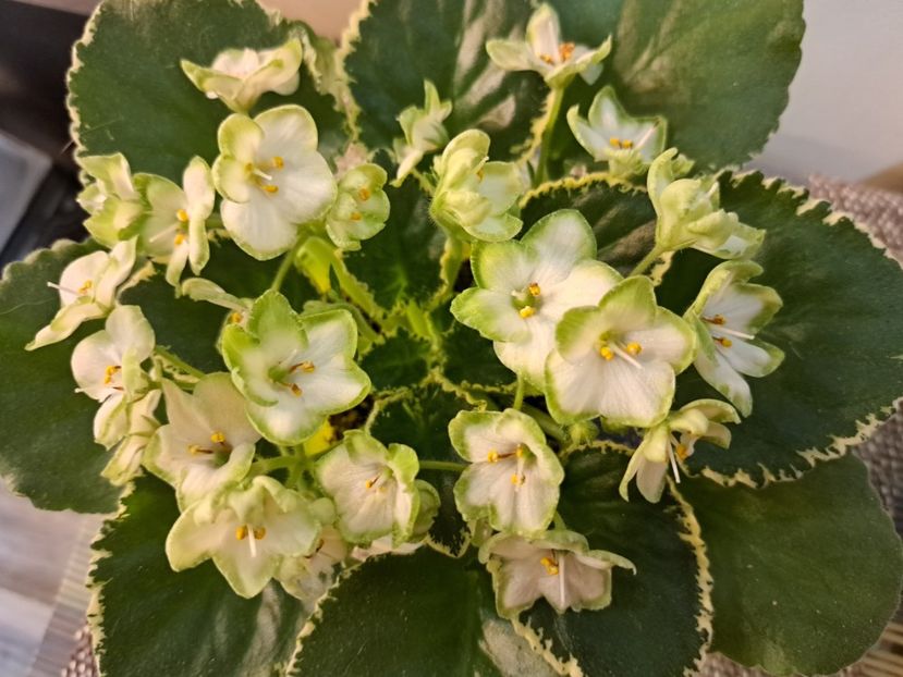  - Violeta Frozen in time