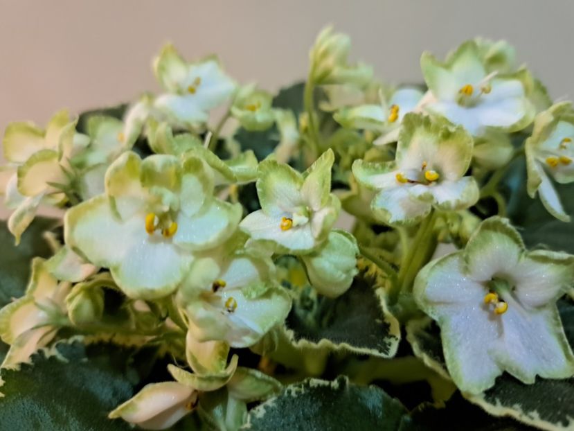  - Violeta Frozen in time